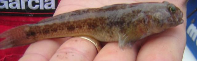 Black Goby