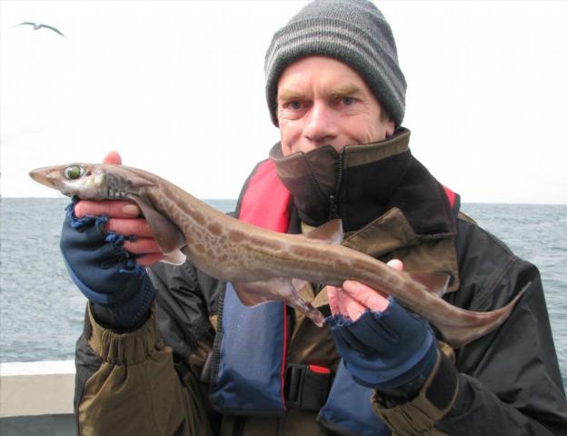 Black-Mouthed Dogfish