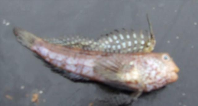 Butterfly Blenny