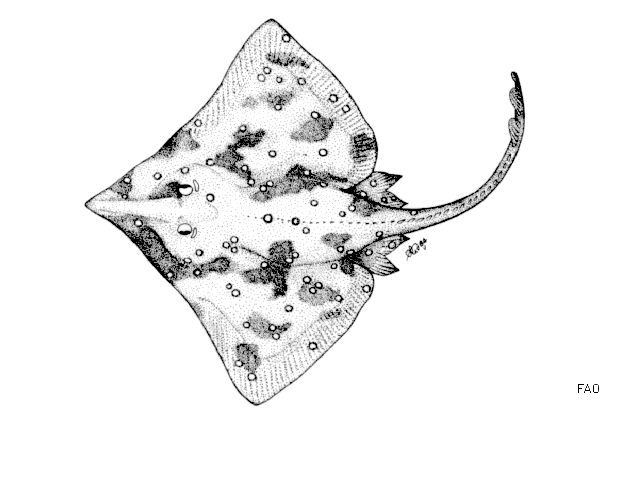 Common Skate