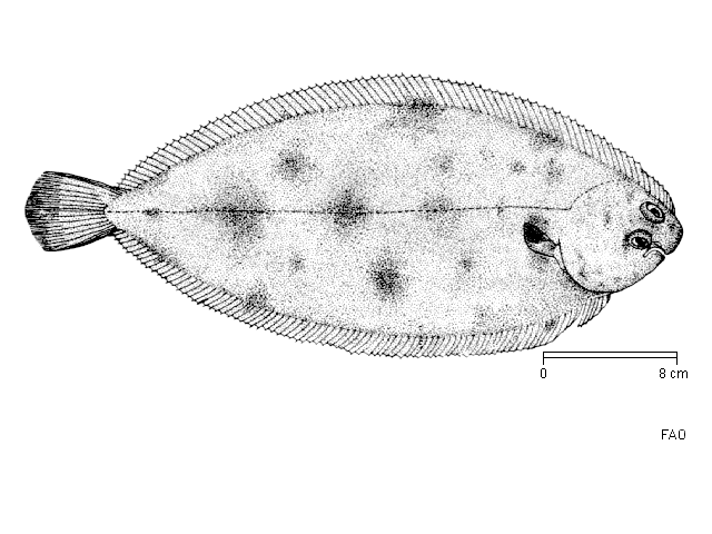 Sole (Common)