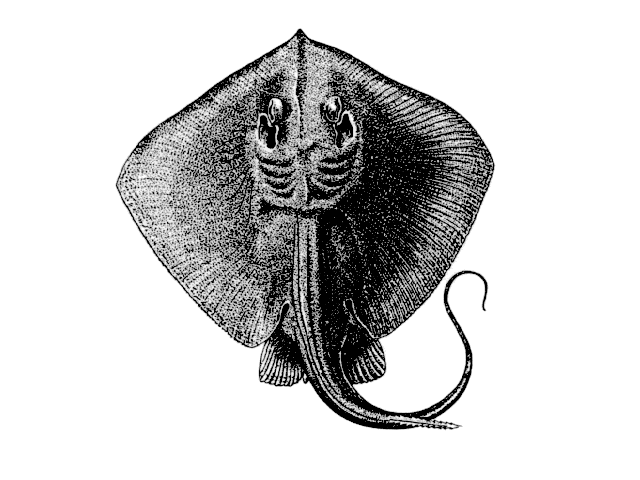 Stingray (Common)