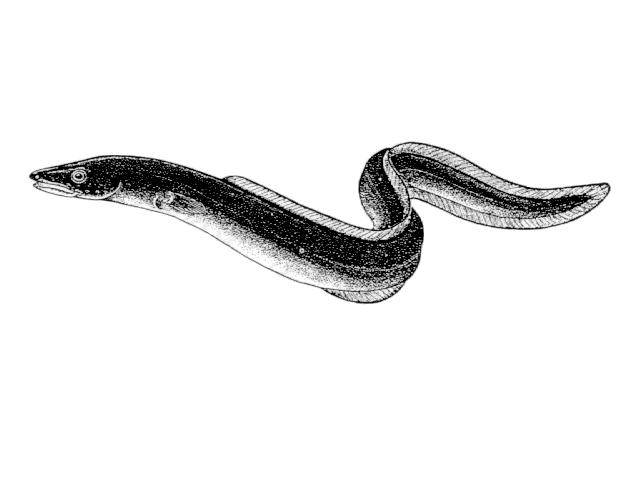 Conger Eel