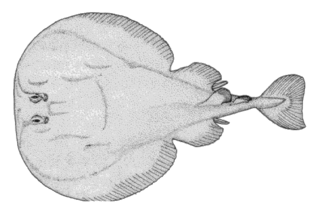 Electric Ray