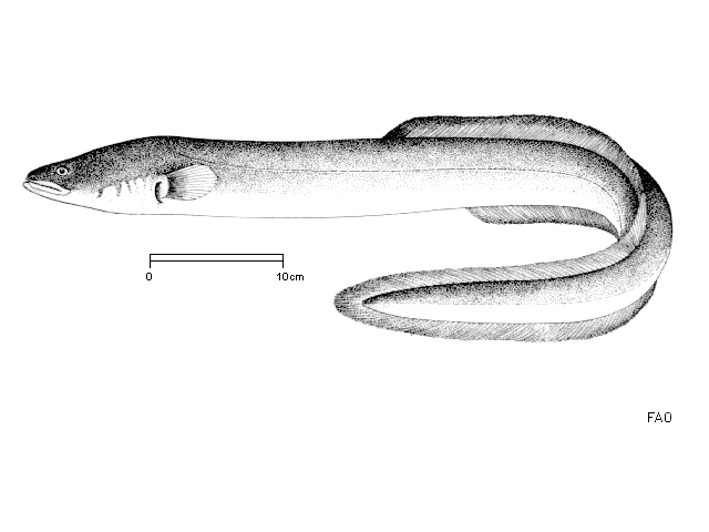 European Eel