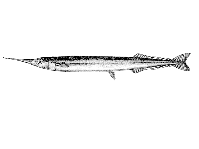 Garfish