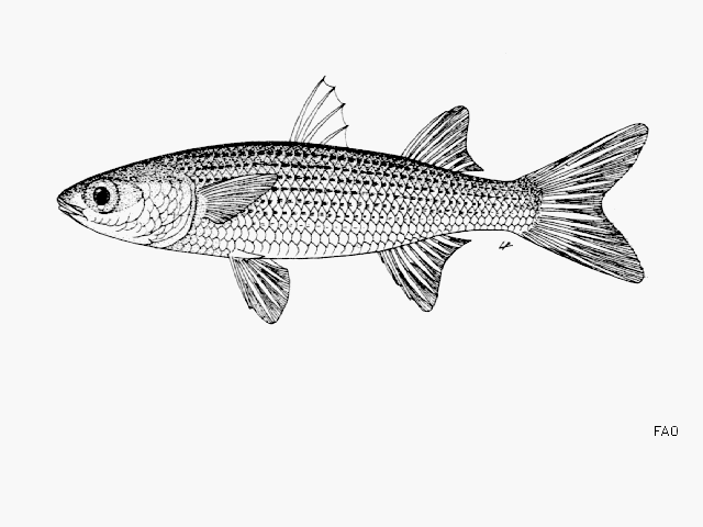 Grey Mullet