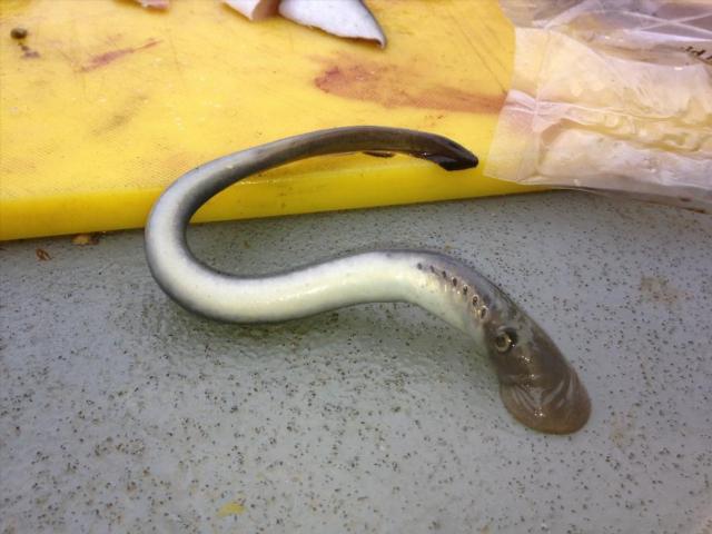 Lamprey