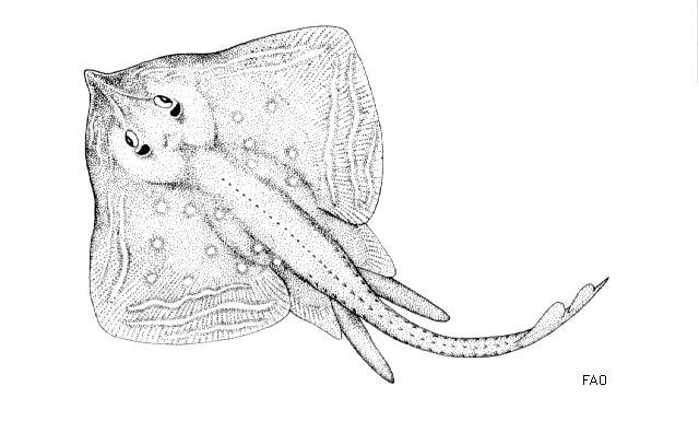 Small-Eyed Ray