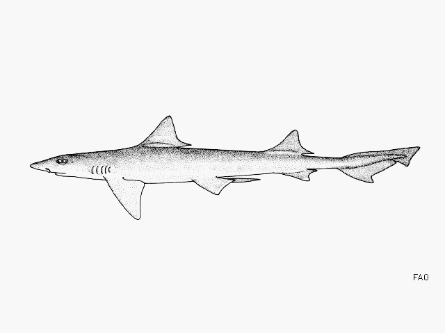 Smooth-hound (Common)