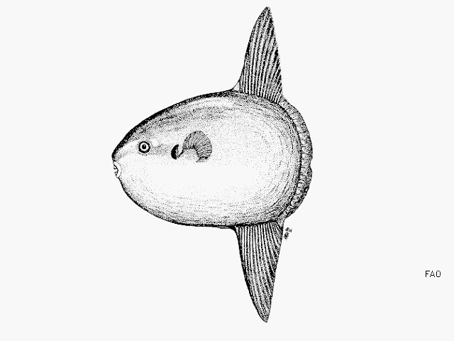 Sunfish