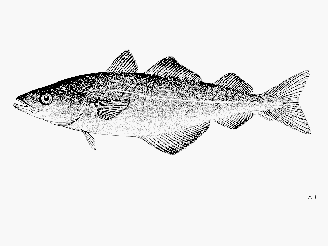 Coalfish (Coley/Saithe)