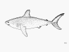 Porbeagle