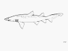 Sand Tiger Shark