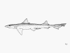 Smooth-hound