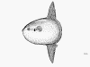 Sunfish