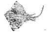 Thornback Ray