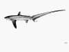 Thresher Shark