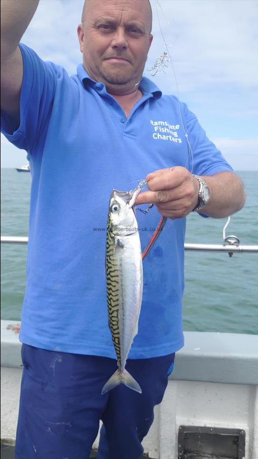 1 lb Mackerel by Ian