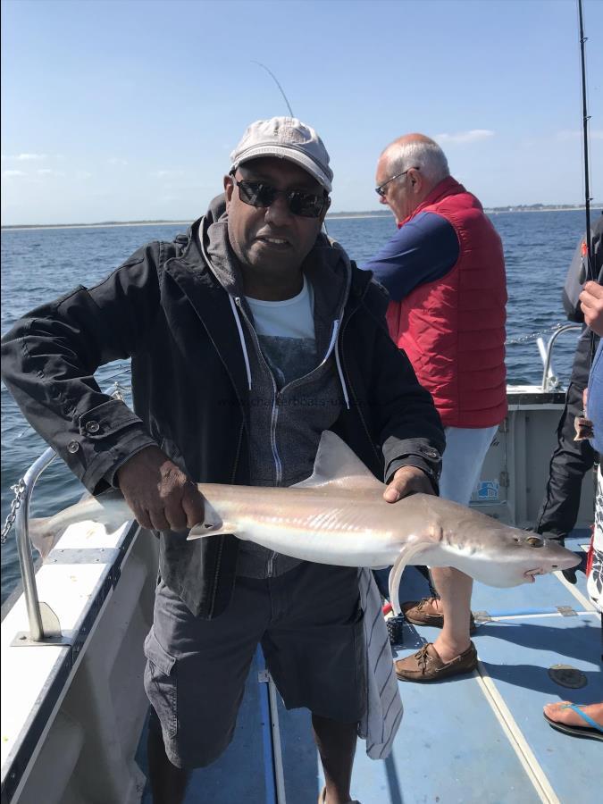6 lb 7 oz Smooth-hound by Mr R