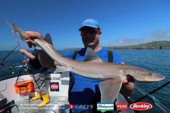 7 lb Starry Smooth-hound by Mark