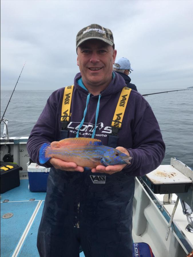 1 lb 3 oz Cuckoo Wrasse by Paul