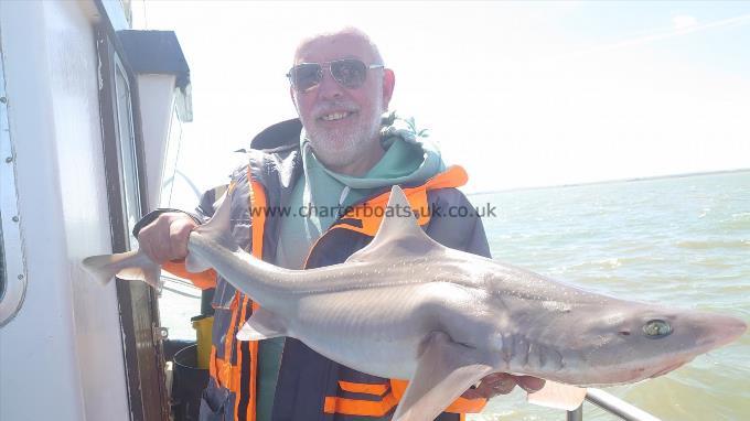 8 lb Smooth-hound (Common) by Brain from Kent