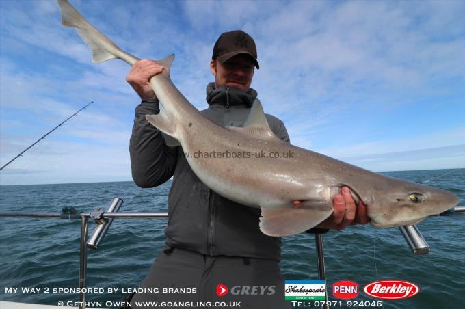 20 lb Starry Smooth-hound by Jonathon