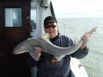 13 lb Smooth-hound by taff