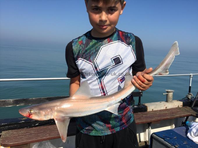 6 lb 5 oz Smooth-hound (Common) by Unknown