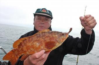 2 lb Ballan Wrasse by Pete