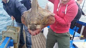 10 lb Undulate Ray by Unknown