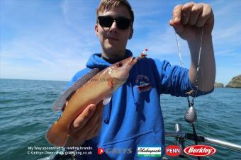 1 lb Cuckoo Wrasse by Dec