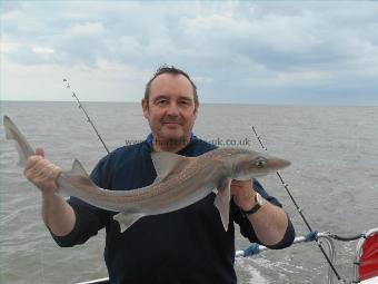 6 lb Starry Smooth-hound by Kevan Barfield