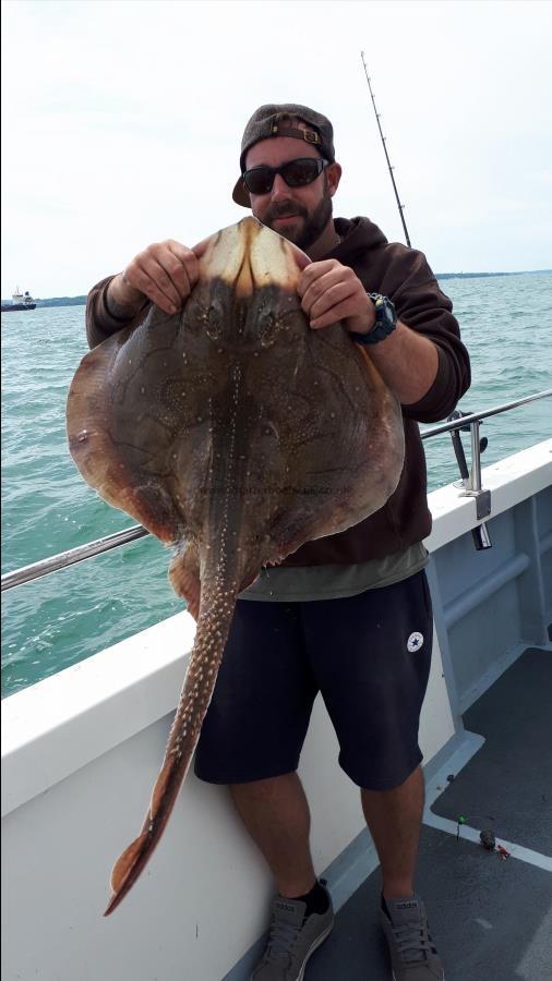 16 lb Undulate Ray by Unknown