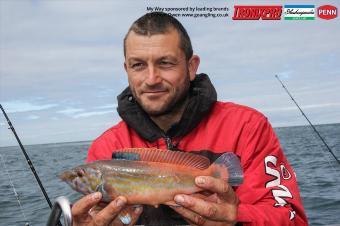 1 lb Cuckoo Wrasse by Mark