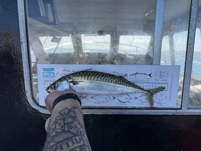 2 lb Mackerel by Unknown