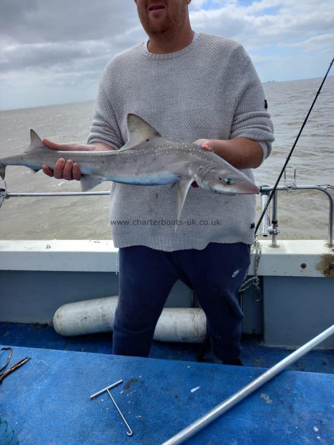 6 lb Smooth-hound (Common) by Grant