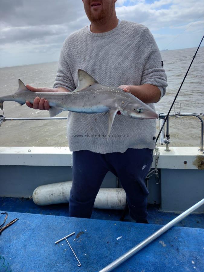 6 lb Smooth-hound by Grant