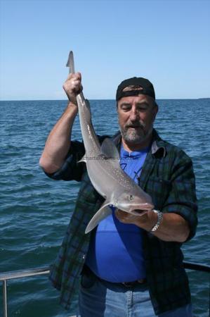10 lb Starry Smooth-hound by Midge