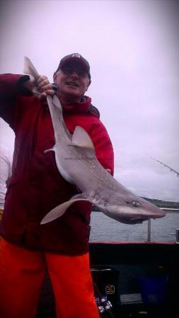 12 lb Starry Smooth-hound by Unknown