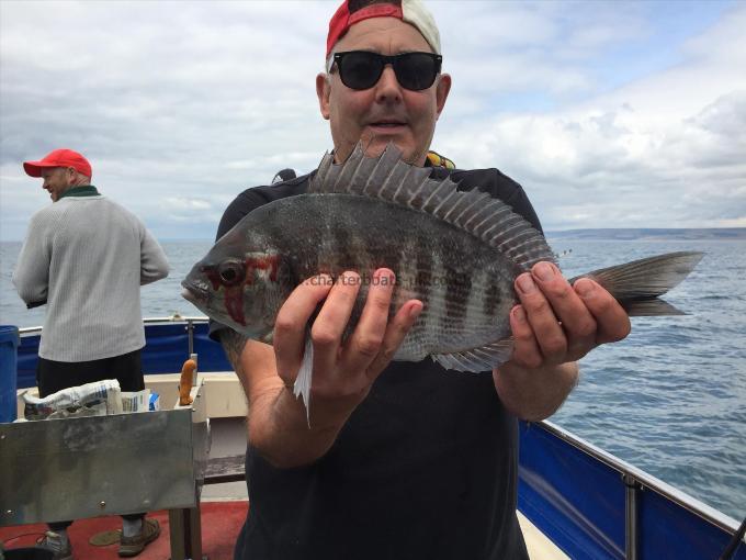 2 lb 8 oz Black Sea Bream by Darren