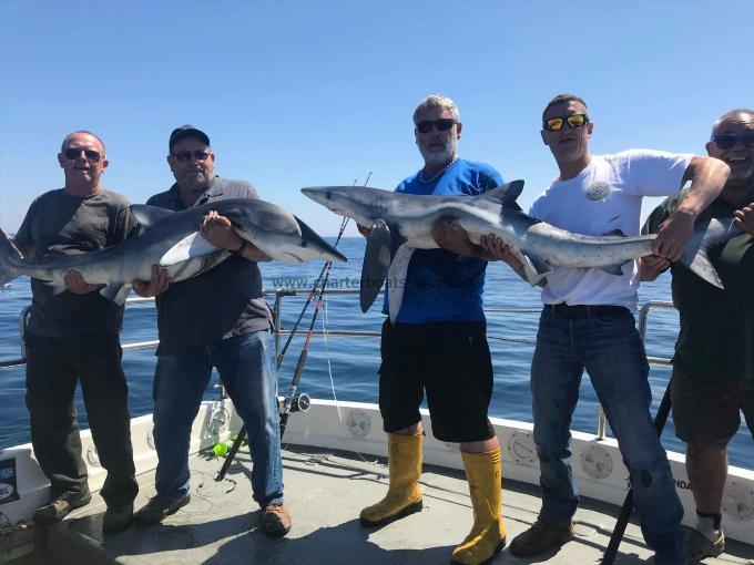 75 lb 4 oz Blue Shark by HAPPY CHAPS