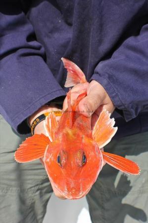 14 oz Red Gurnard by Mike Nye