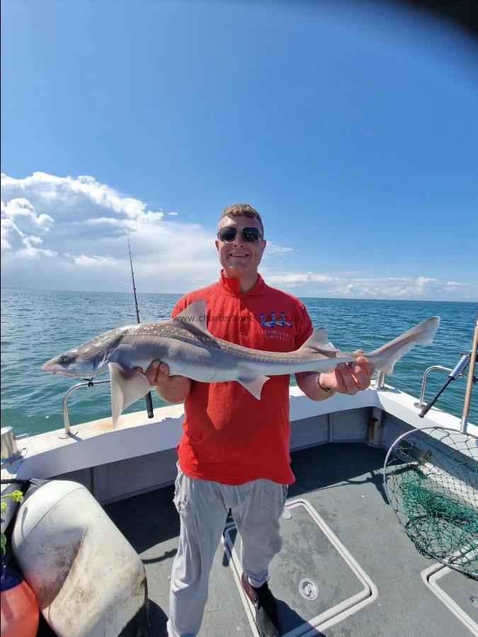 9 lb Smooth-hound (Common) by Wayne