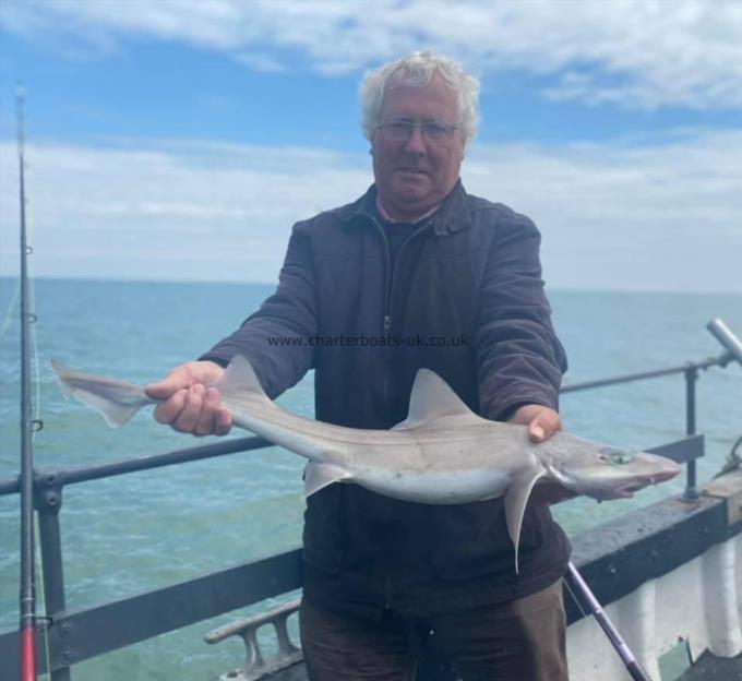 6 lb Smooth-hound by Unknown