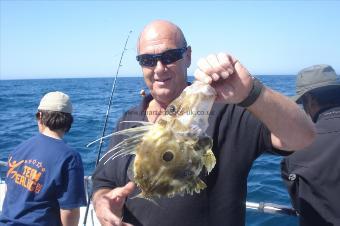 1 lb 4 oz John Dory by Panto