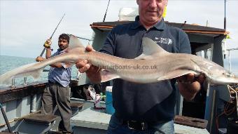 6 lb 9 oz Starry Smooth-hound by Luke party