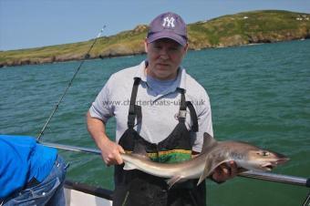 7 lb Starry Smooth-hound by Dave Kirkman