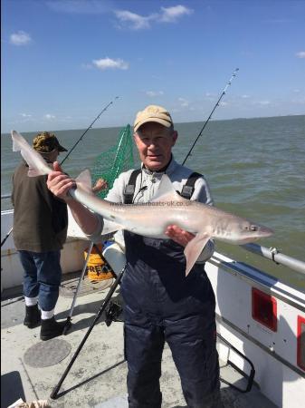 13 lb 6 oz Starry Smooth-hound by Unknown